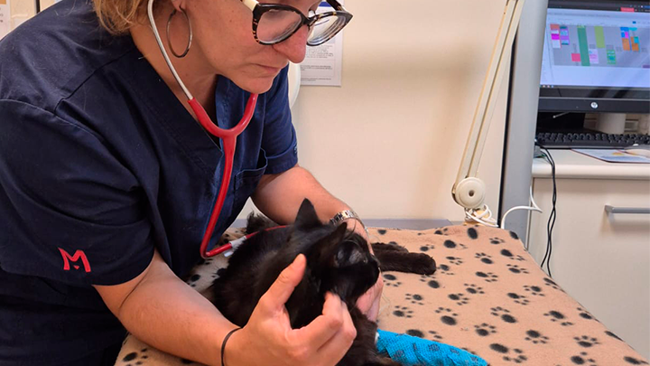 Medicina felina