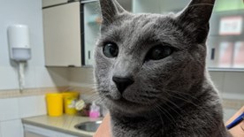 Smokey the cat at vet