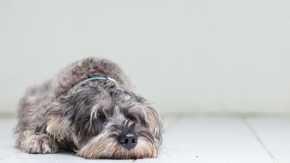 Dog resting on floor