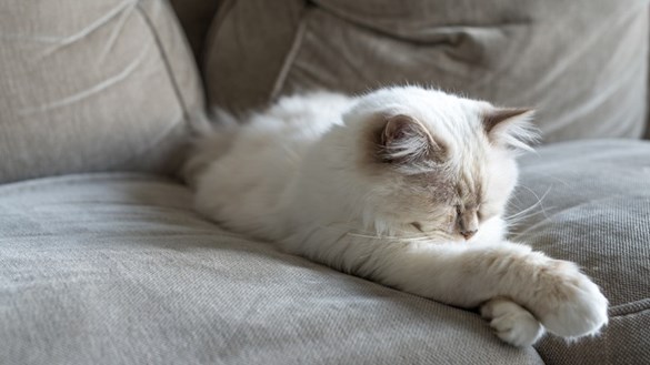 cat on sofa