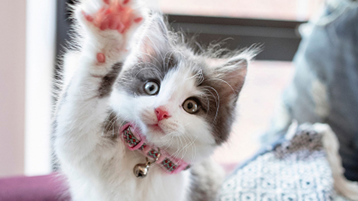 Kitten-image-web v2.jpg