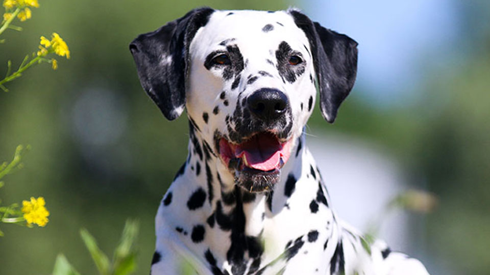 Deaf-dog-16X9.jpg