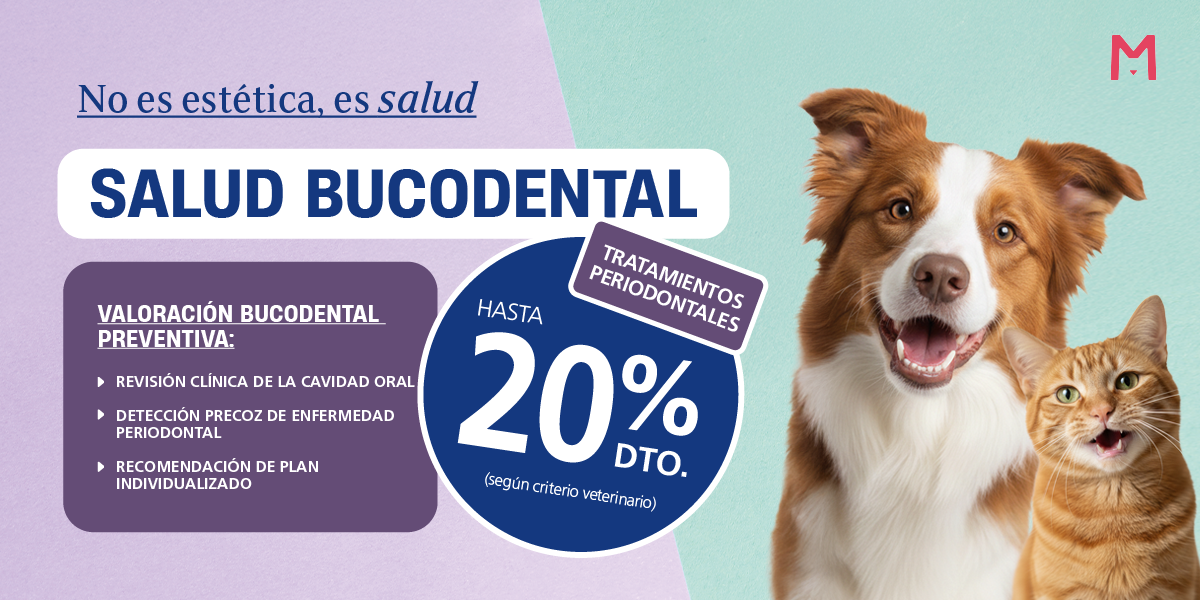 Banner Ficha Google Castellano.png