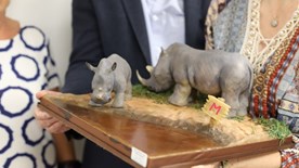 Rhino cake