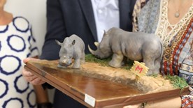 Rhino cake