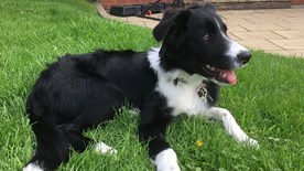 Bonnie dog lying on grass outside