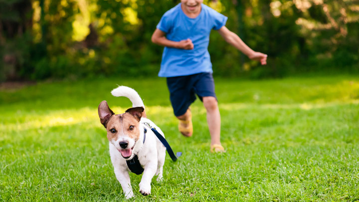 child socialising with dog