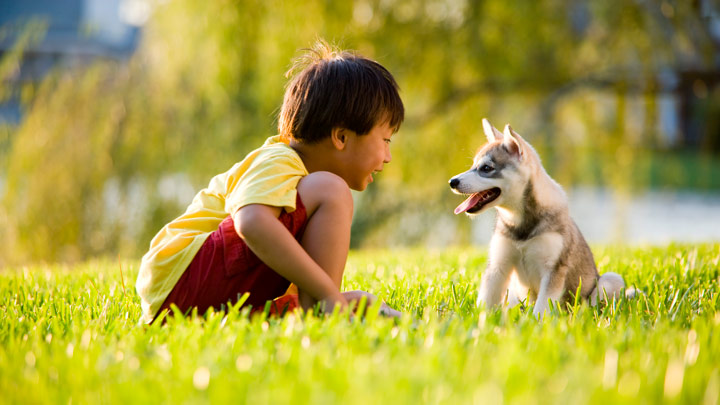 child socialising with dog 