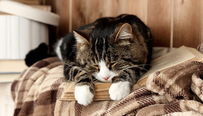 Blood-pressure cat.jpg