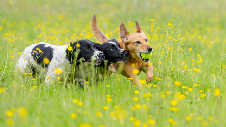 dog-neutering-web.jpg
