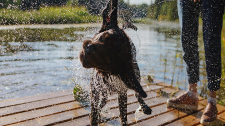 Shaking-dog-image-web v2.jpg