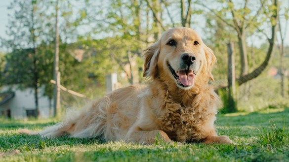 Labrador sitting on grass on sunny day