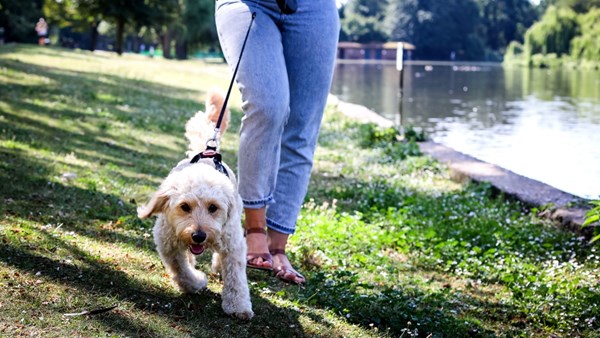 Dog walking in shade