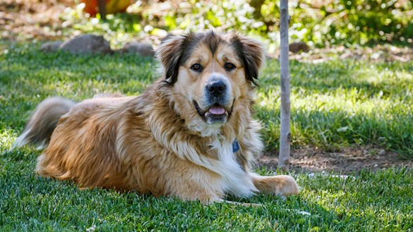 Dog lying in shade