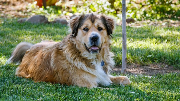 Dog lying in shade