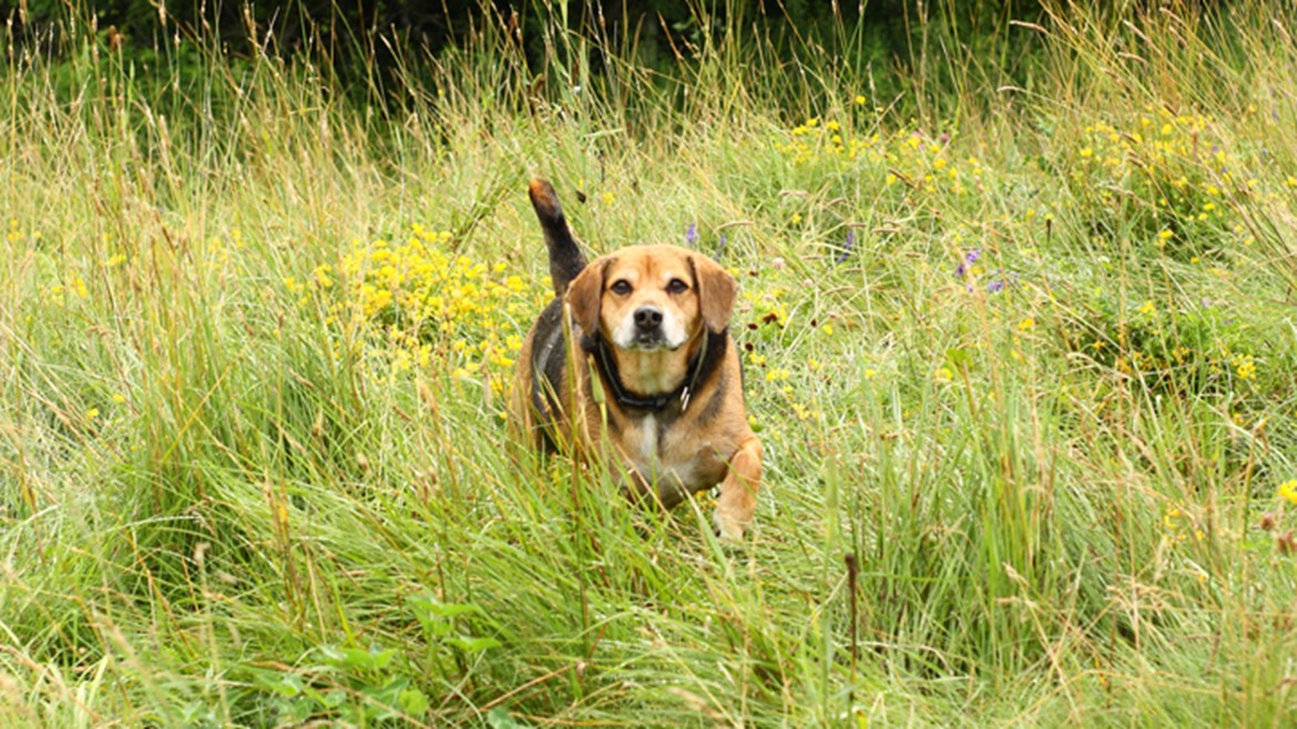 Adder Bites in Dogs What to do if Your Dog Is Bitten Medivet