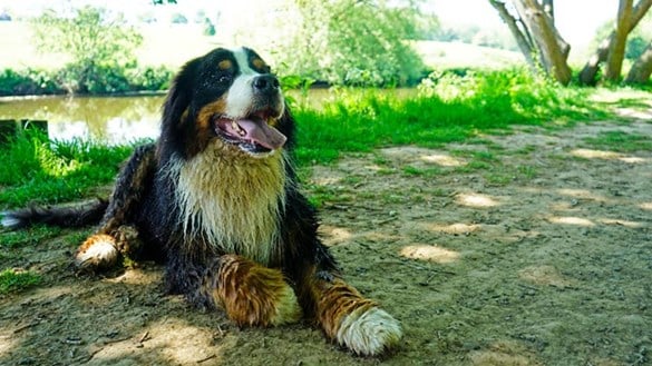 dog next to river