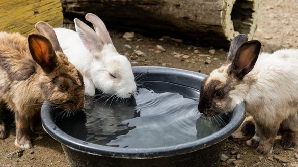 Rabbits drinking water together