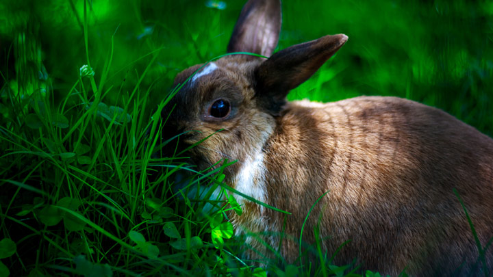 rabbit_heatstroke_2_web.jpg