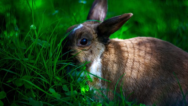 Rabbit in the shade