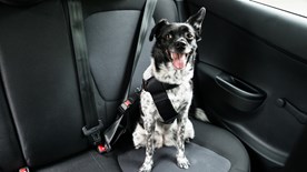 dog in a car with a seatbelt