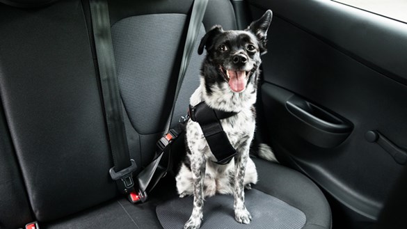 dog in a car with a seatbelt