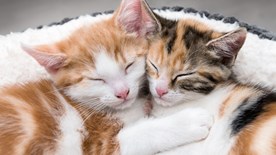 kittens snuggled together
