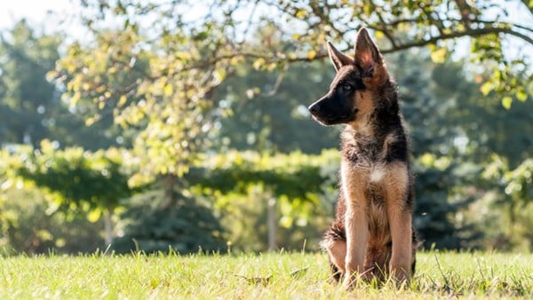 Puppy in the garden