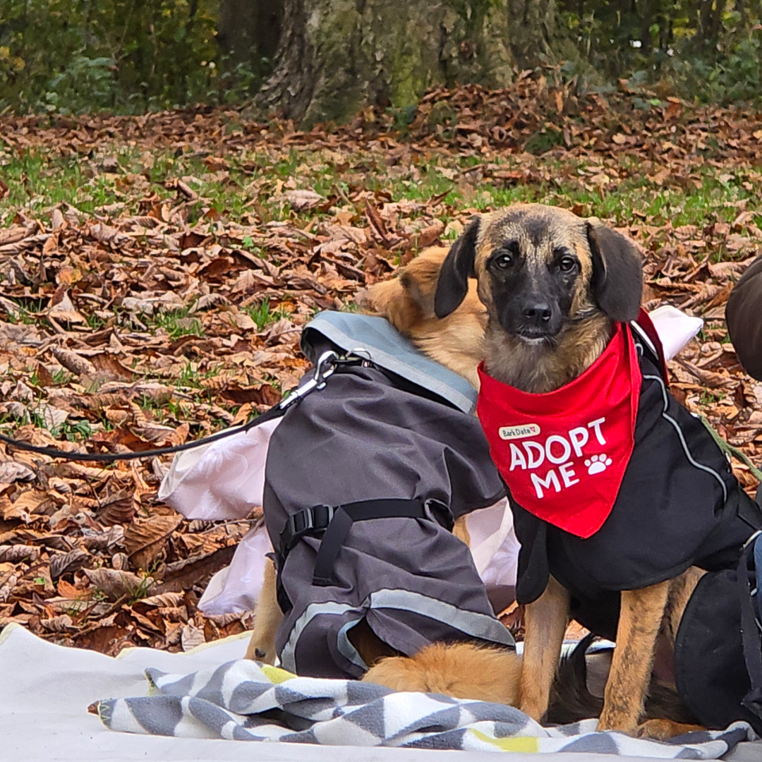 barkdate-medivet-adoptivhunde.jpg