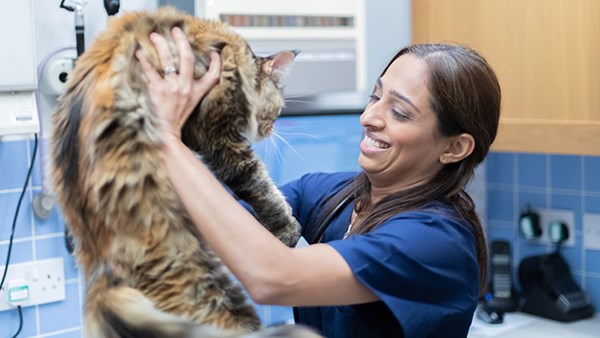 Vet lifting big cat