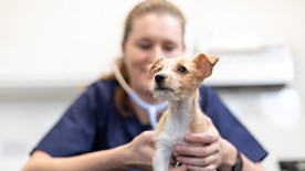 Dog being vaccinated at vet