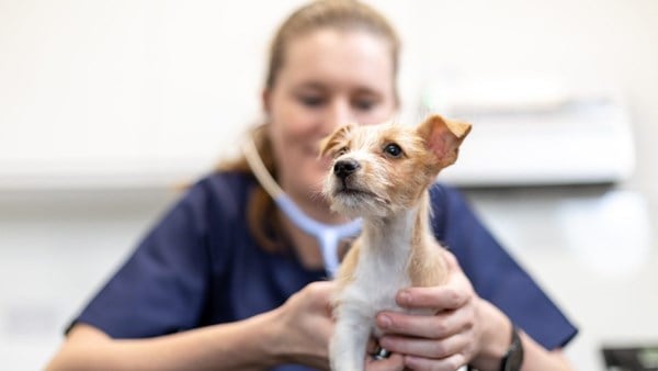 Dog being vaccinated at vet