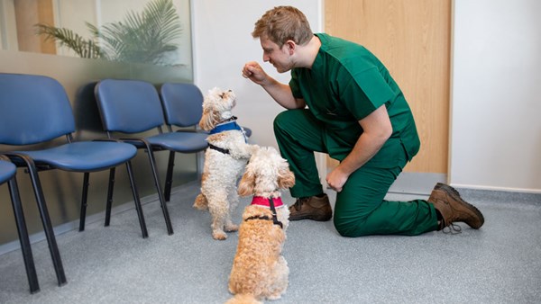 Small white dogs at vet