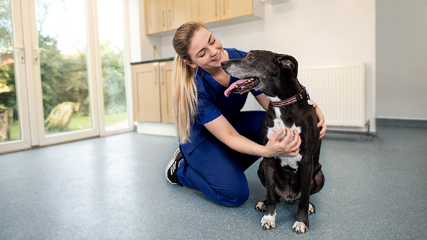 Vet looks after dog