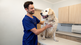 Vet treating large white dog