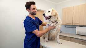 Vet treating large white dog