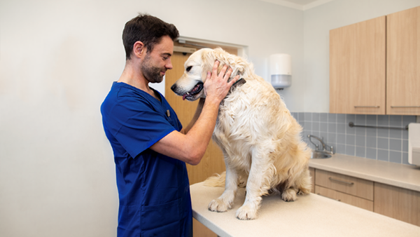 Vet caring for large dog