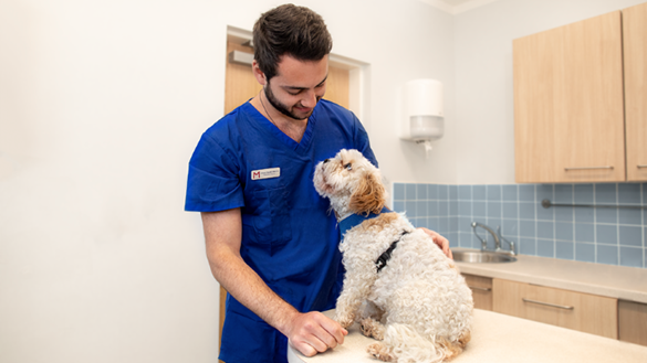 Vet meeting small white dog