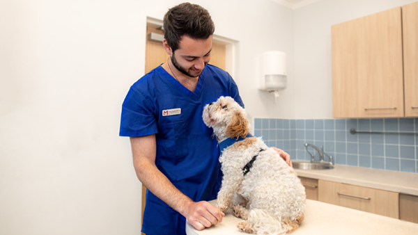 Vet meeting small white dog