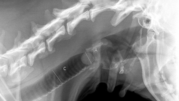 X ray of the marble in windpipe