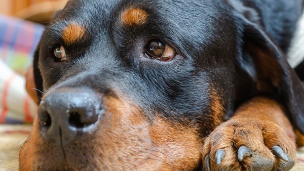 Black and brown dog lying down