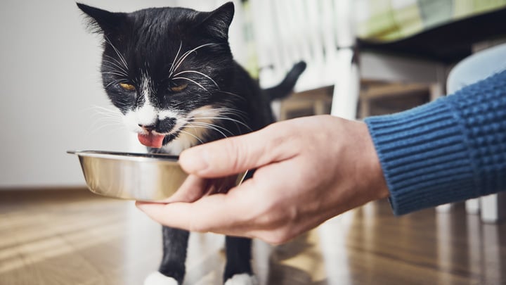 Cat drinking water out of bowl.jpg