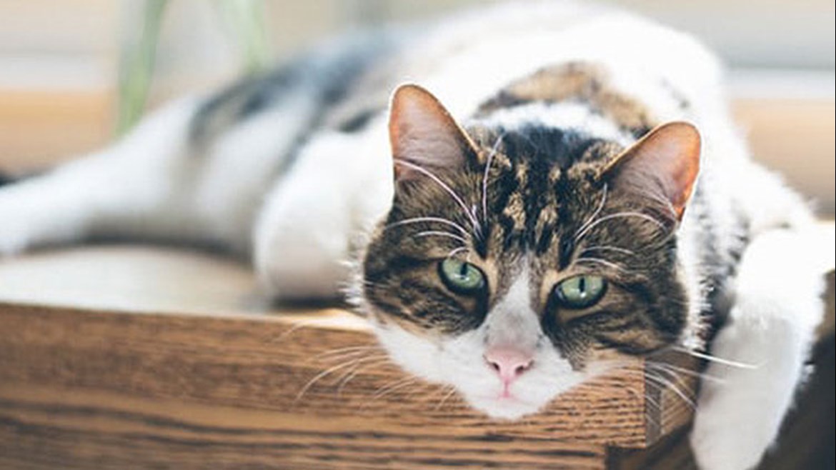 Hyperthyroidism in Cats Thyroid Problems & Treatment Medivet UK