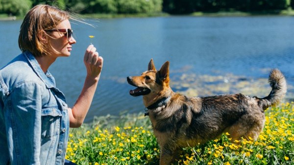 Dog beside lake