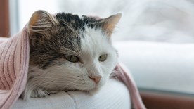 cat under blanket