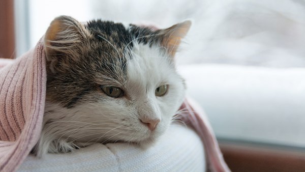 cat under blanket