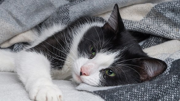 Cat resting in blanket