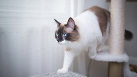 Cat on tree tower
