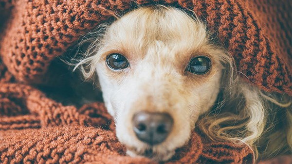 Young dog wrapped up warm