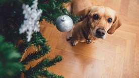 Dog beside Christmas tree